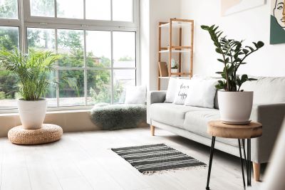 Sunny living room with large windows. There are white sofa and 2 large potted plants.